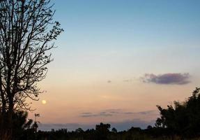 silhuetträd och fullmåne på kvällshimlen foto