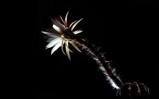 vit färg med fluffig hårig av kaktusblomma på svart bakgrund foto