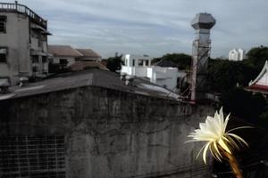 vit färg med fluffiga håriga kaktusblomma och urban bakgrund foto