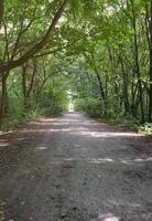 skog väg i en grön skog med Sol strålar i solig dagtid. grön träd och buskar stänga till jord väg foto