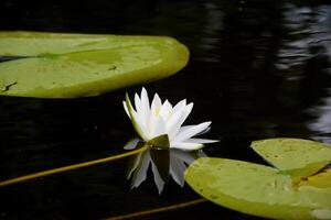 skön vit lotus blomma och lilja runda löv på de vatten efter regn i flod foto