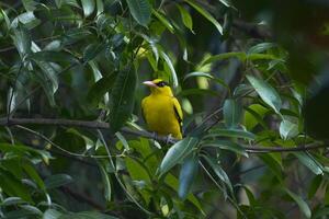 gul fågel, svartnackad gylling, sitter på en mango träd i de skog. foto