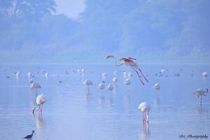 flamingo - viskar av rosa foto