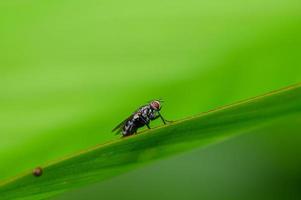 makro flugor på blad i naturen foto