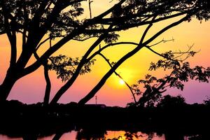 silhuett av de grenar träd på de solnedgång speglar de vatten i de sjö. foto