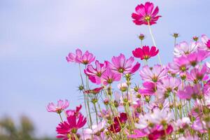 låg vinkelvy av rosa pastellblommande växter mot blå himmel, selektivt fokus foto
