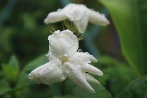 jasmin te blomma, arab jasmin, jasminum sambac foto