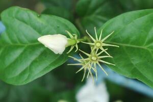 jasmin te blomma, arab jasmin, jasminum sambac foto