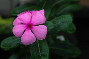 skön rosa catharanthus roseus. dess också känd som cape snäcka, kyrkogård växt, gammal hembiträde, årlig vinca multiflora, apocynaceae blommande växter, medicinsk ört. foto