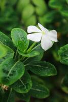 skön rosa catharanthus roseus. dess också känd som cape snäcka, kyrkogård växt, gammal hembiträde, årlig vinca multiflora, apocynaceae blommande växter, medicinsk ört. foto