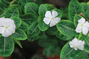 skön rosa catharanthus roseus. dess också känd som cape snäcka, kyrkogård växt, gammal hembiträde, årlig vinca multiflora, apocynaceae blommande växter, medicinsk ört. foto