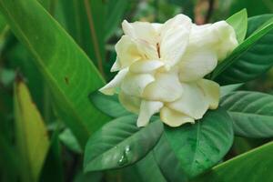 vit gardenia blommor. cape jasmin, gardenia jasminoider foto