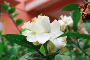 vit gardenia blommor. cape jasmin, gardenia jasminoider foto