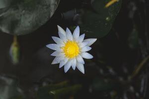vit lotus blomma blomning i de damm med grön blad bakgrund foto