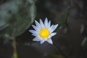 vit lotus blomma blomning i de damm med grön blad bakgrund foto