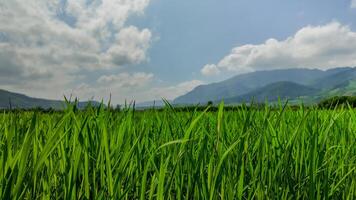 grönskande ris risfält, berg lugn foto