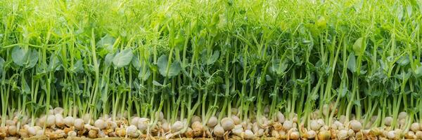 mikrogrönsaker panorama, rötter av hållbarhet foto