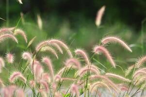 gräsbevuxna blommor med varmt solsken vid solnedgången foto