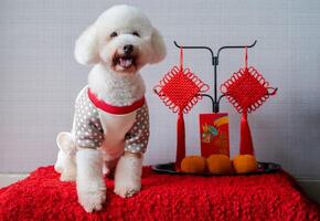 förtjusande vit pudel hund bär kinesisk ny år trasa med hängande hängsmycke, röd kuvert eller ang pao ord betyda drake och Bra tur och apelsiner på röd trasa golv. foto