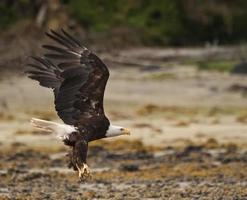 landning bald eagle vid anan creek foto