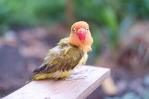 söt kärleksfågel Sammanträde på en trä- bänk i de trädgård. foto