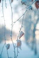 björk i vinter, snötäckt, frysta. naturlig vinter- bakgrund foto