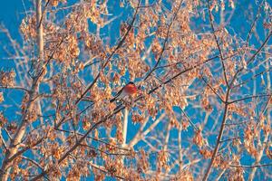 ljus domherre med röd bröst Sammanträde på en träd i vinter- foto