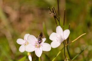 detta Söt brunvingad svettas bi var sett i detta bild samlar de nektar av de virginia vår skönhet. detta liten insekt var portion till pollinera detta vild blomma i de fält. foto