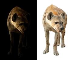 fläckig hyena i den mörka och vita bakgrunden foto