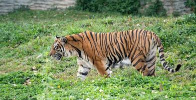 bengalisk tiger i djurparken foto