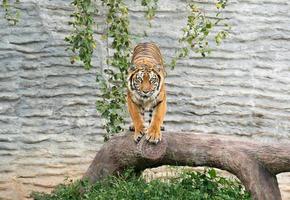 bengalisk tiger i djurparken foto