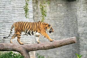 bengalisk tiger i djurparken foto