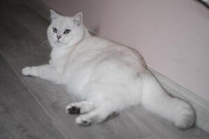 vit silver- punkt katt med blå katt leksak foto