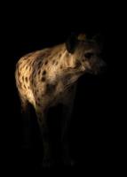 fläckig hyena som står i mörkret foto