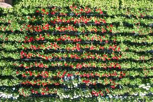 skön blommor blomning i suan luang rama 9 foto