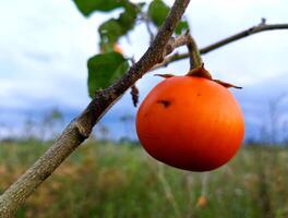 orange äggplanta växter växande vild i de trädgård foto