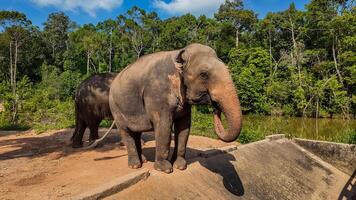 asiatisk elefant majestät i frodig livsmiljö foto