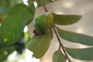 guava frukt på de träd i de trädgård med grön löv bakgrund foto