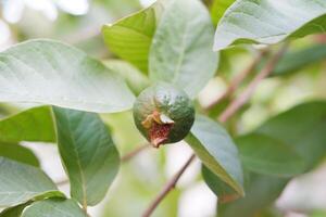 guava frukt på de träd i de trädgård med grön löv bakgrund foto