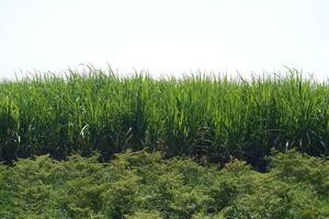 socker sockerrör plantage med grön löv och mogen sockerrör växter foto