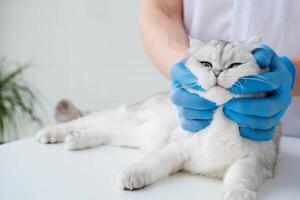 en veterinär undersöker en skott vika ihop katt i en veterinär klinik. foto