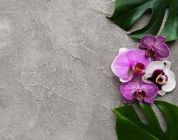 tropiska blad monstera och orkidéblommor foto