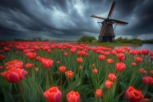 ai genererad färgrik tulpaner mot en klassisk dutch väderkvarn och lynnig, molnig himmel. foto