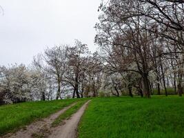 en lugn smuts väg skärande genom en vibrerande grön landskap. en smuts väg gående genom en frodig grön fält foto