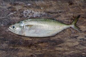 färsk sportig makrill fisk för matlagning foto