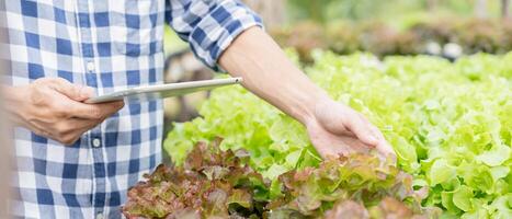 organisk jordbruk, sallad odla. jordbrukare kontrollera igen kvalitet spela in på Ansökan på läsplatta. hydroponik vegetabiliska växa naturligtvis. växthus trädgård, ekologisk biologisk, friska, vegetarian, ekologi foto