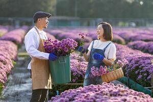 team av asiatisk jordbrukare och blomsterhandlare är arbetssätt i de bruka medan skärande lila krysantemum blomma använder sig av sekatör för skära blomma företag för död- rubrik, odling och skörda säsong foto