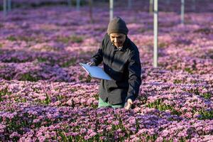 asiatisk jordbrukare är tar notera använder sig av klämma styrelse på de tillväxt och hälsa av rosa krysantemum medan arbetssätt i hans lantlig fält bruka för medicinsk ört och skära blomma begrepp foto