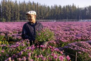 asiatisk jordbrukare är bärande blomma pott i de fält av rosa krysantemum medan arbetssätt i hans lantlig bruka för medicinsk ört och skära blomsterhandlare industri företag foto