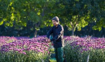 asiatisk jordbrukare och blomsterhandlare är skärande lila krysantemum blommor använder sig av sekatör för skära blomma företag för död- rubrik, odling och skörda säsong begrepp foto